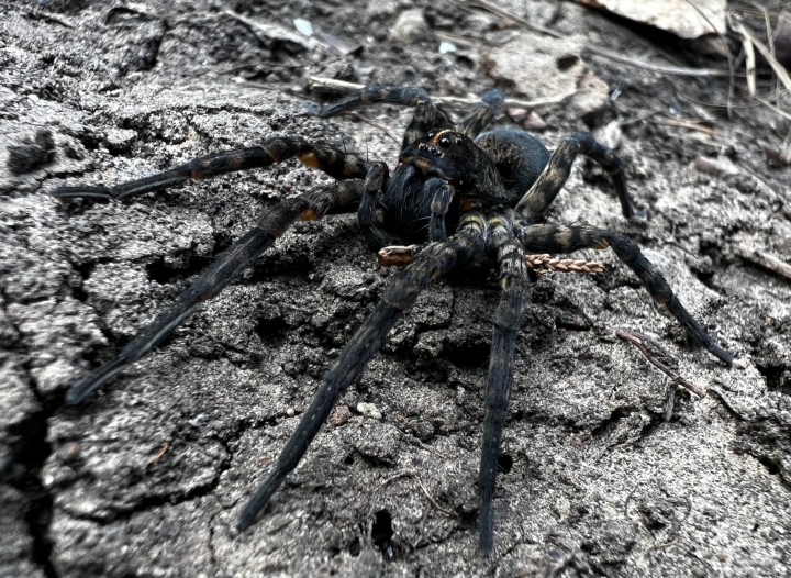 Speckled Wolf Spider